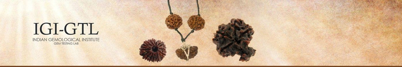 Nepali Rudraksha