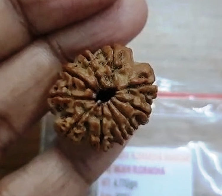 Ten Mukhi Rudraksha (9000)