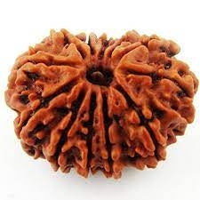 Twelve Mukhi Nepali Rudraksh (18000