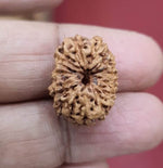 Load image into Gallery viewer, Twelve Mukhi Indonesian Rudraksha (5500)
