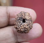 Load image into Gallery viewer, Thirteen Mukhi Indonesian Rudraksha (5500)
