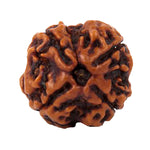 Load image into Gallery viewer, Four Mukhi Rudraksha (500)
