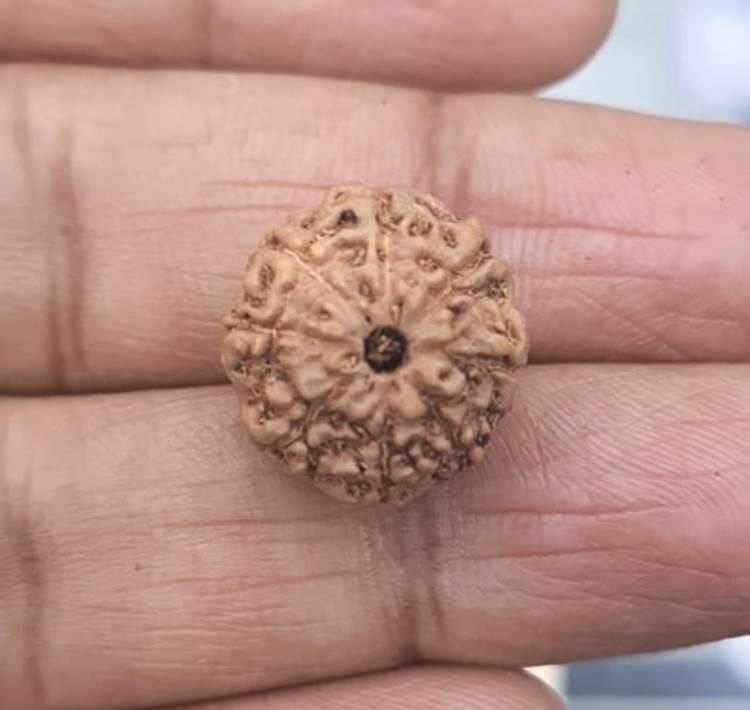 Nine Mukhi Indonesian Rudraksha (3500)