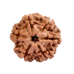 Load image into Gallery viewer, Six Mukhi Rudraksha (500)
